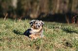 BERGER AUSTRALIEN PUPPIES 741